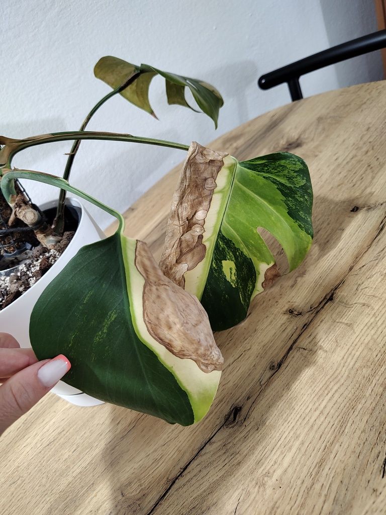 Monstera marmorata