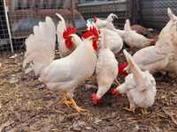 Інкубаційні яйця породи Леггорн Чехія та Італія