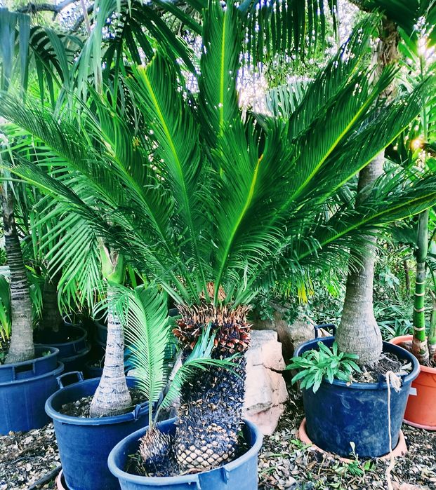 Cycas revoluta ou falsa palmeira, sagu, de vários tamanhos