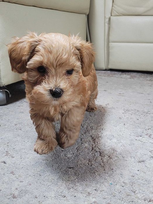 cudowna ruda sunia maltipoo F1b