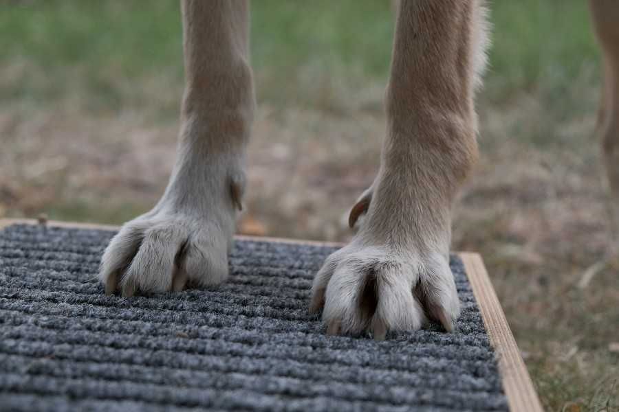 Podest dla psiego fitnessu 30cm x 30cm x 10cm