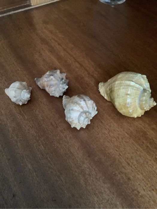 Морские ракушки  и изделия из ракушек
