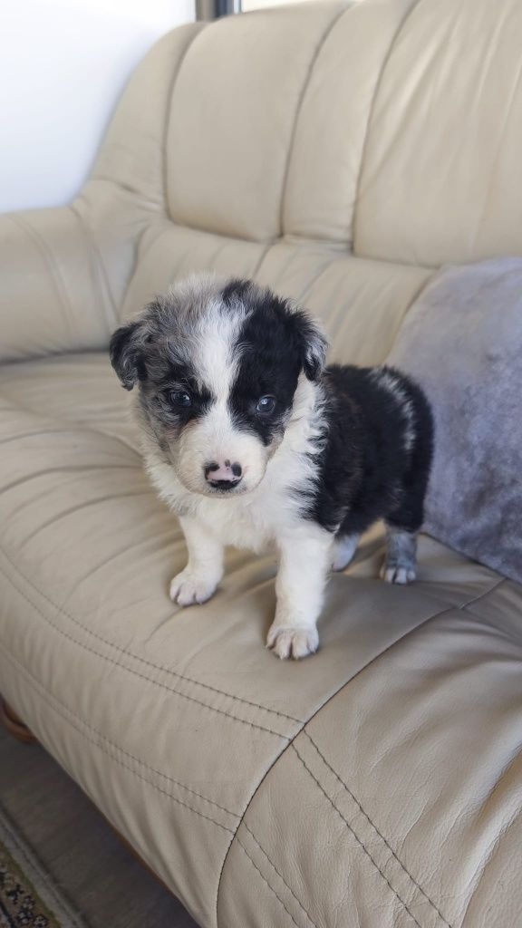 Border Collie Blue Merle fêmea