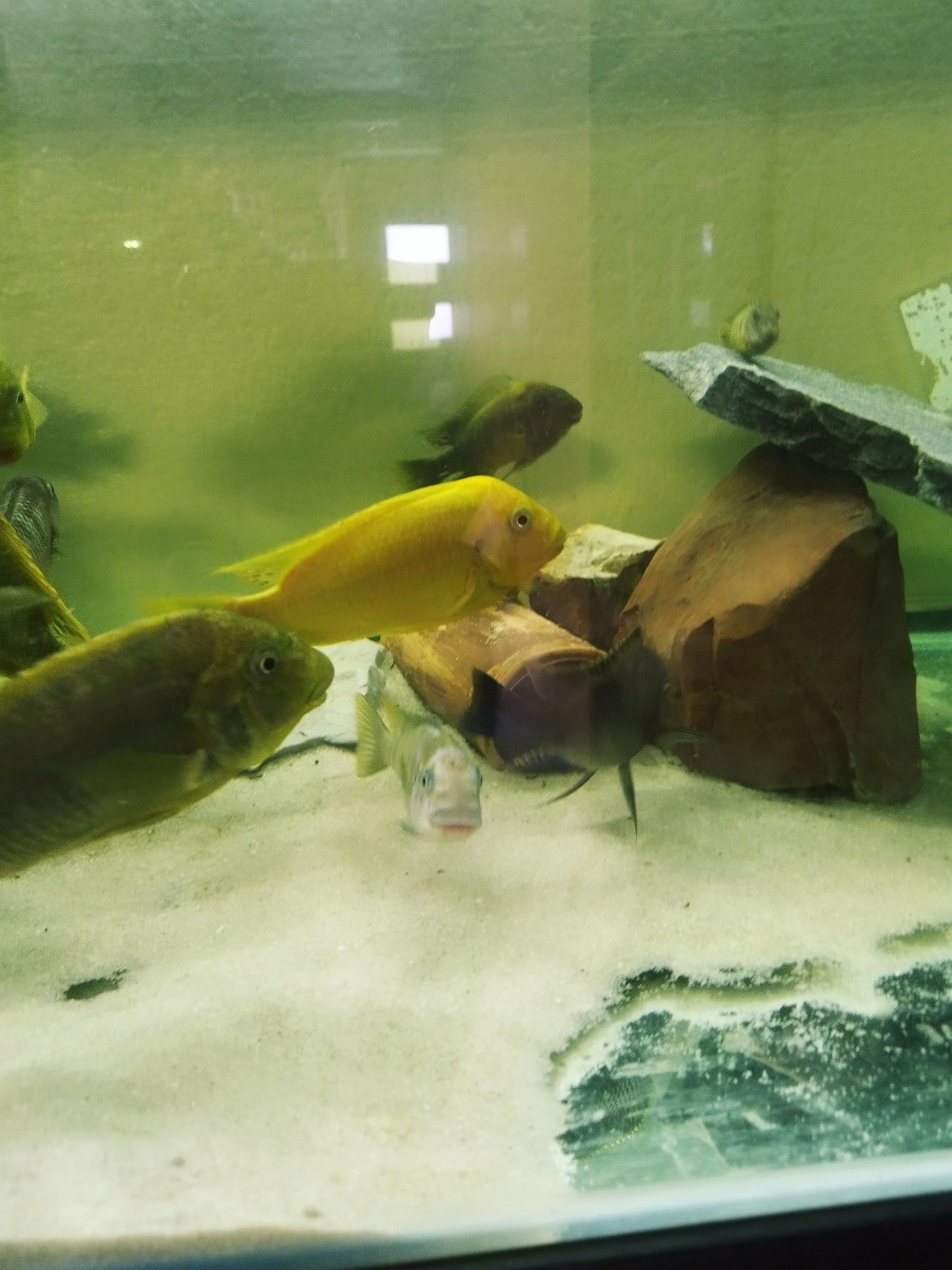 Petrochromis moshi dorosłe tanganika