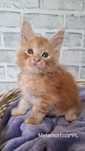 Rudy kocurek maine coon