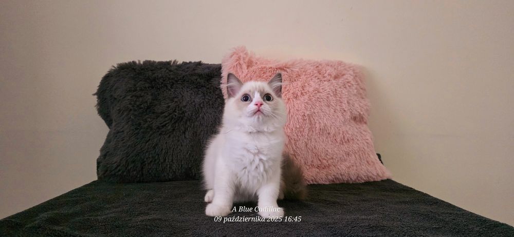 RAGDOLL Kocurki FPL od Ręki ( Hodowlany )