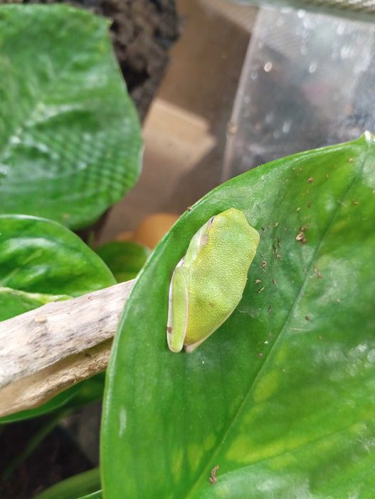 Rzekotka zielona Hyla cinerea