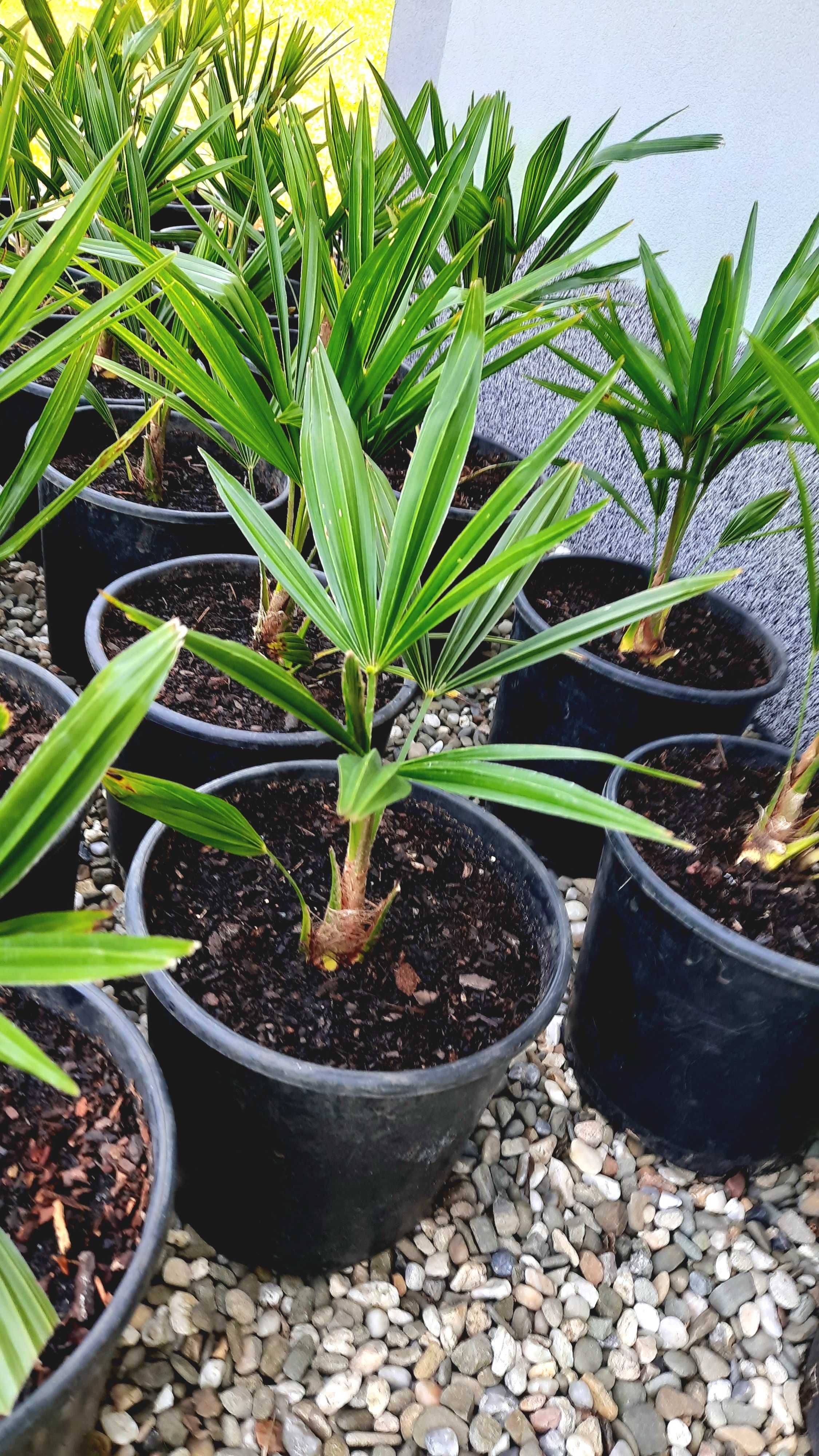 Trachycarpus fortunei