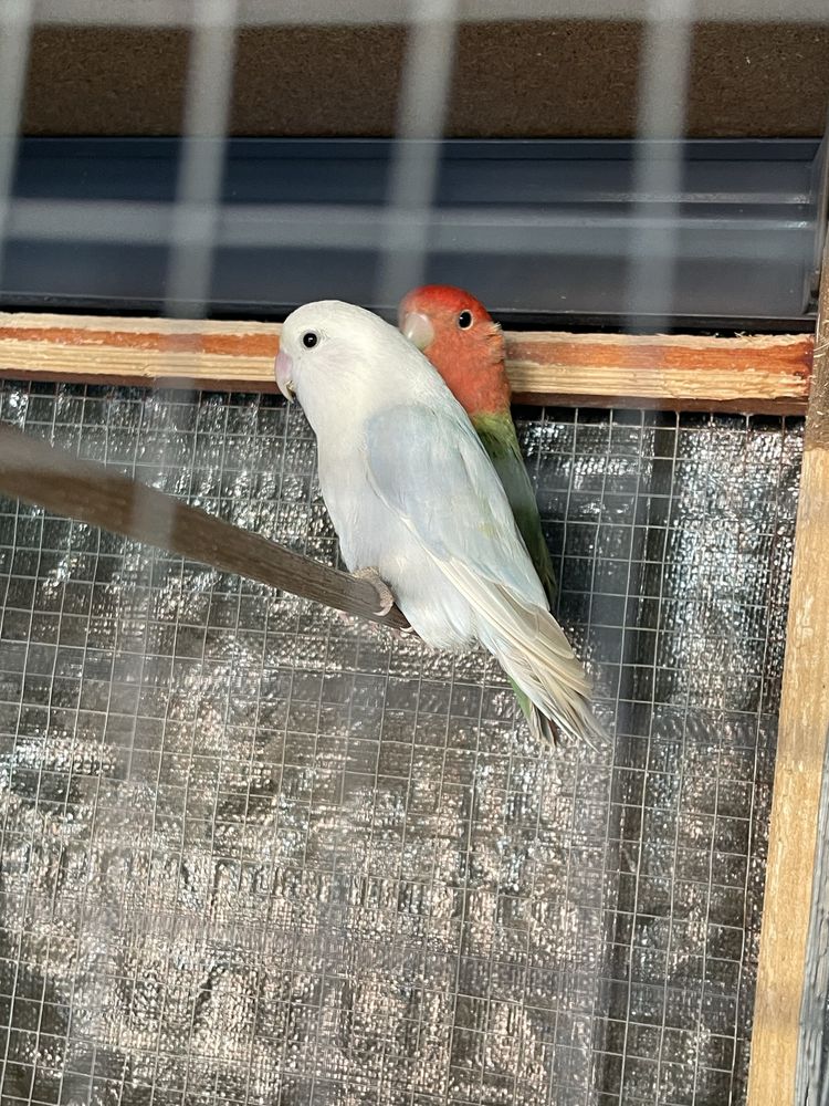 Dois casais de roseicolis