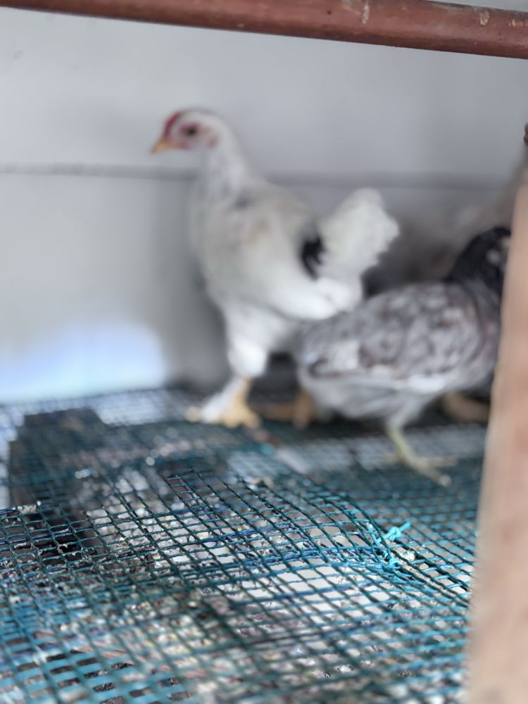 Frangas , pintos e patos
