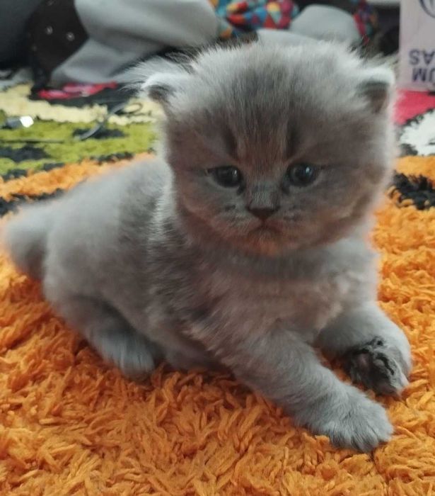 Вязка Британских котов