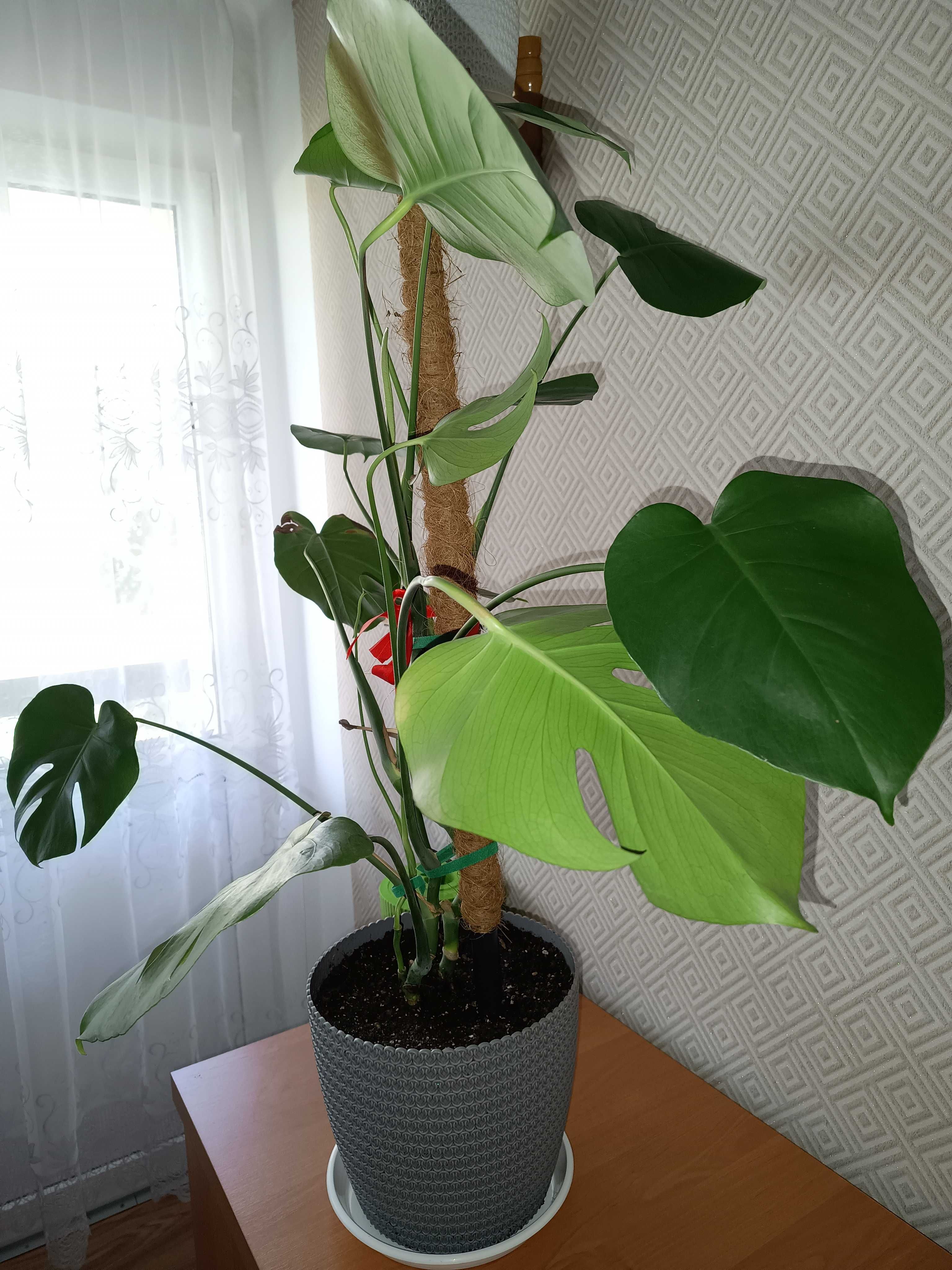 Monstera wysokość 78 cm plus kaktusy i sanserrweria
