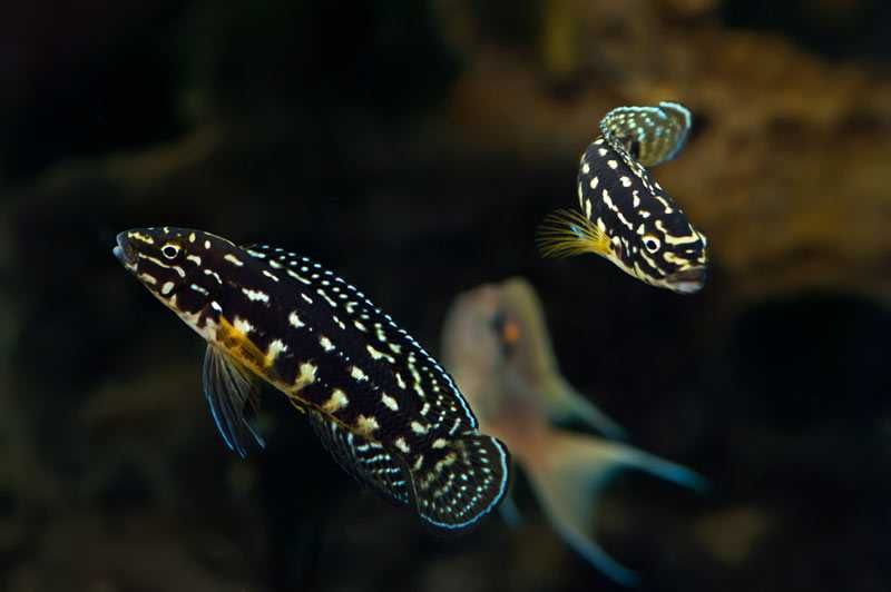 GB TANGANIKA Naskalnik Marliera, Julidochromis Marlieri - dowóz ryb!