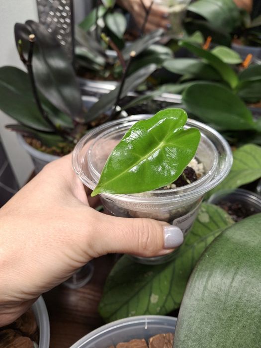 Алоказія Фрайдек проросла бульба