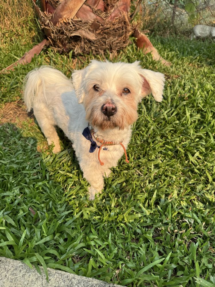 Snoopy - 7 anos, xCaniche