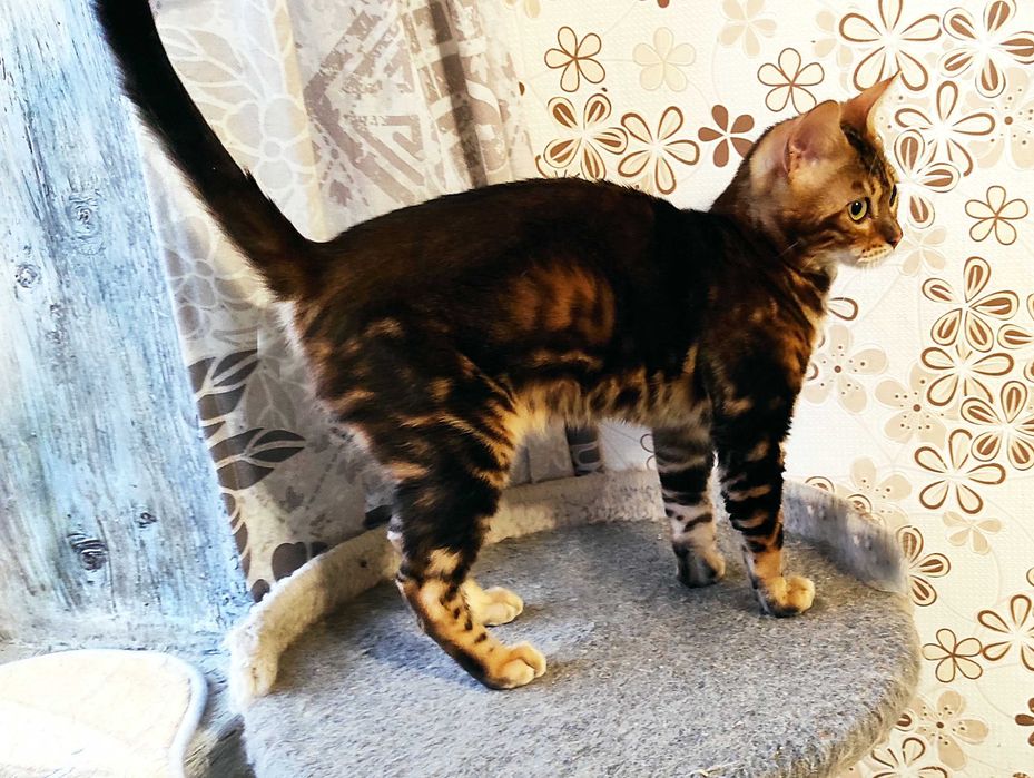 Мармурове бенгальське кошеня, бенгал