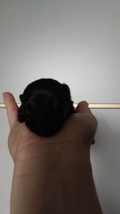 Szpic miniaturowy piesek pomeranian