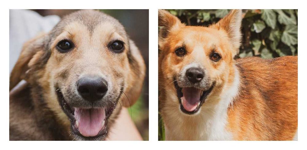 віддам собаку щеплені адекватні