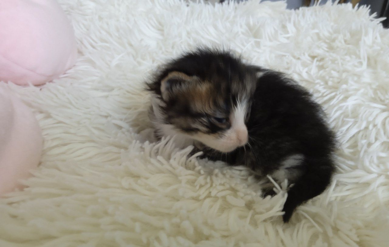 Котики шукають родину! В добрі руки!