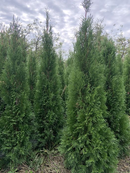 Туя Смарагд ,ялинка Коніка