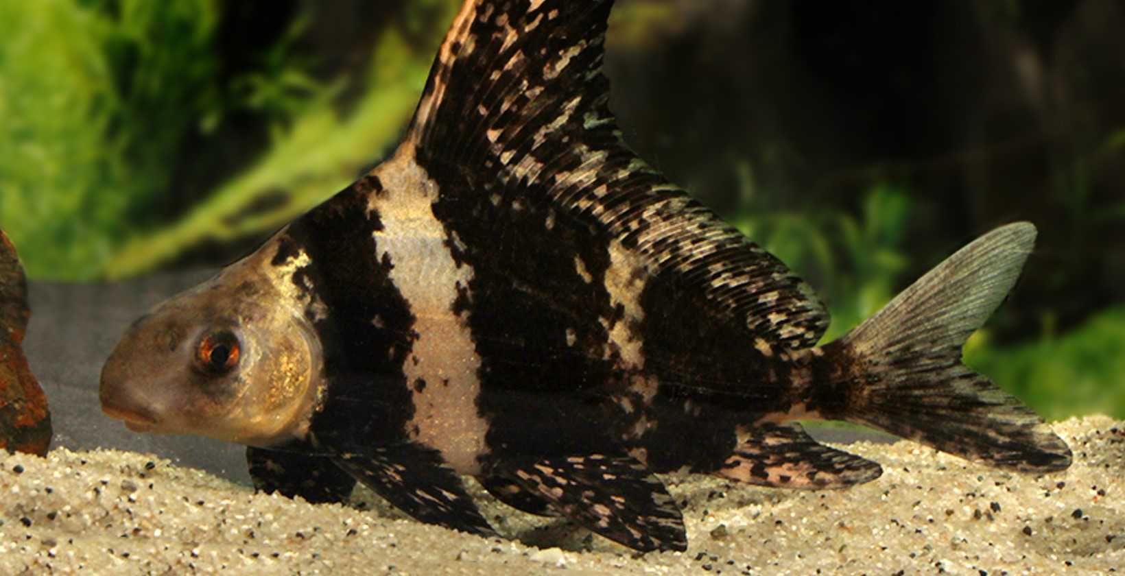 Czukuczan chiński - Myxocyprinus asiaticus - dowóz, wysyłka