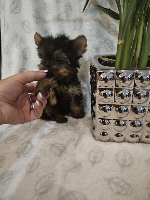 Sunia york z Rodowodem do odbioru