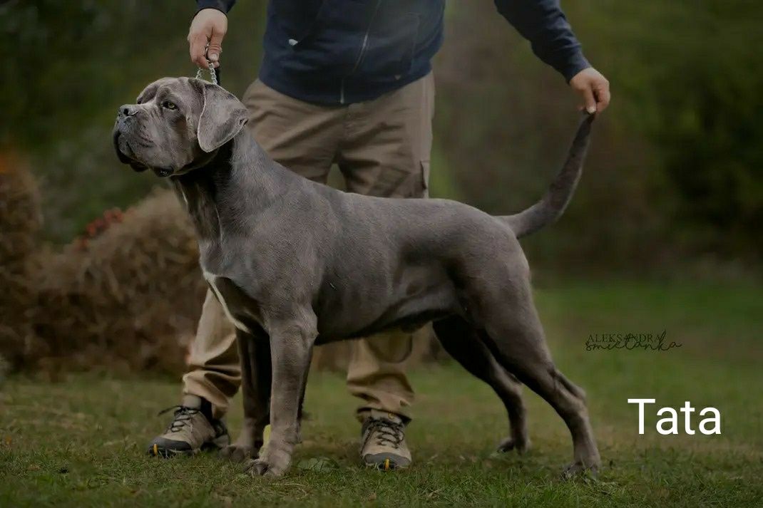 Cane Corso FCI  suczka  zagraniczne krycie. Ładna głowa, do hodowli