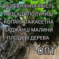 Опт Саджанці Полуниці Розсада Малина Плодові дерева Рассада Клубники