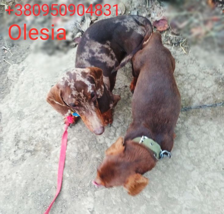 Продається міні красуня шоколадна