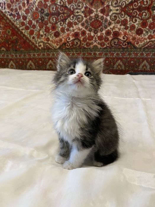 Котята в хорошие руки