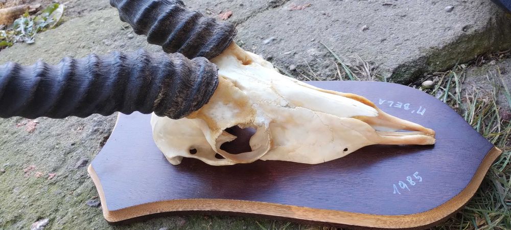 Antylopa Springbock rogi Afryka trofeum poroże