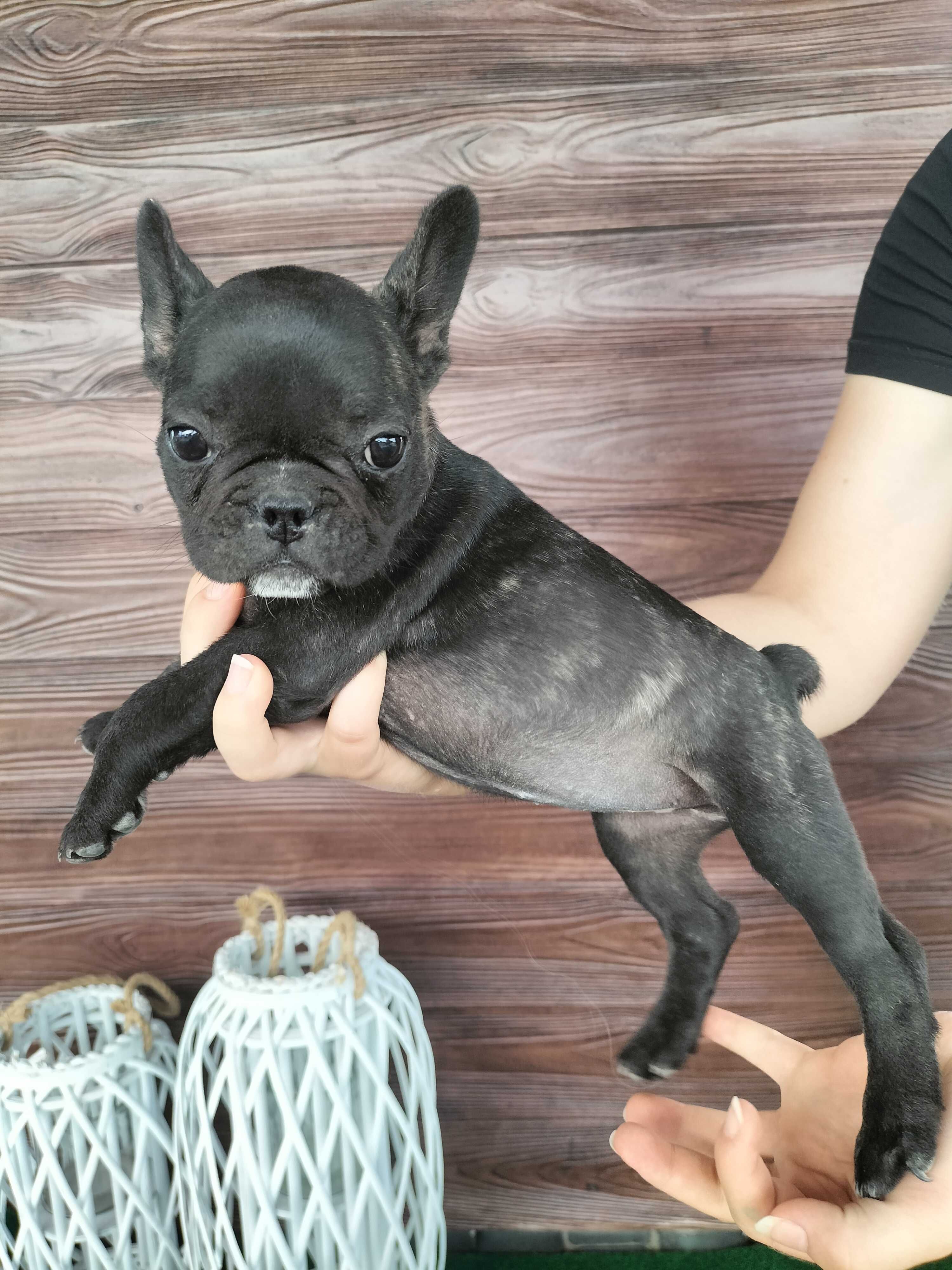 Buldog francuski