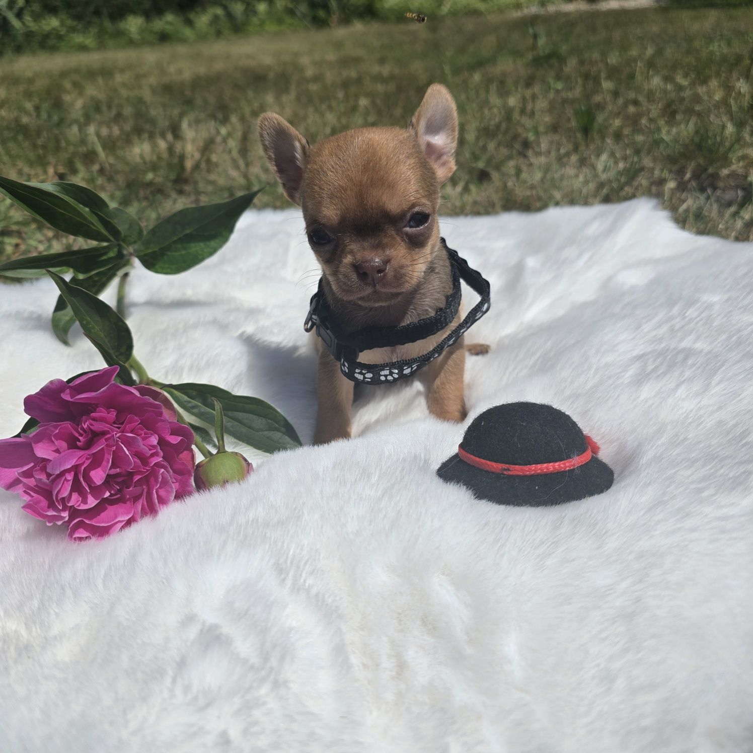 Chihuahua samiec sable xs