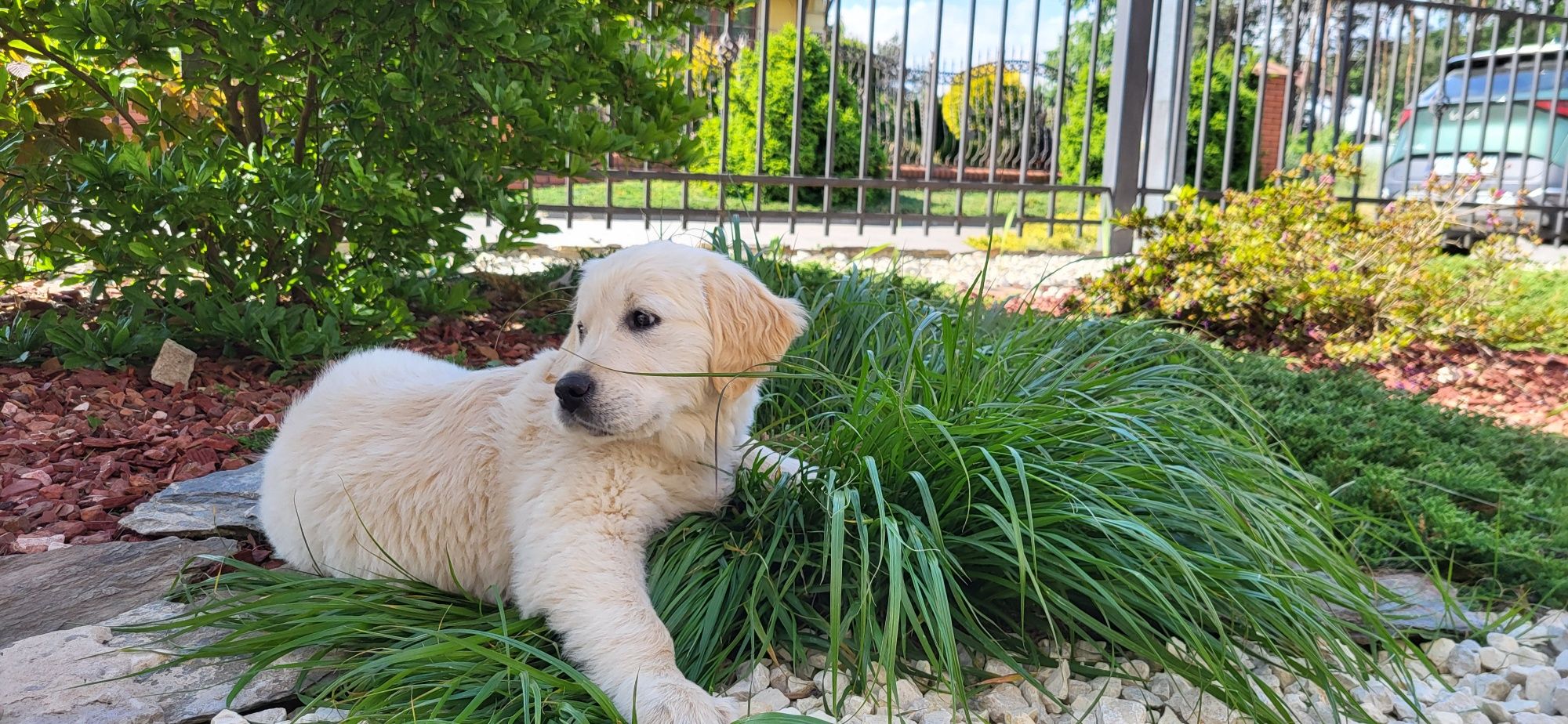 Ostatnia suczka Golden Retriever czeka na nowy dom