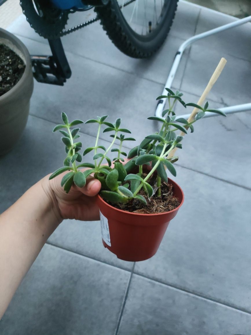 Crassula Tarantula Sukulent