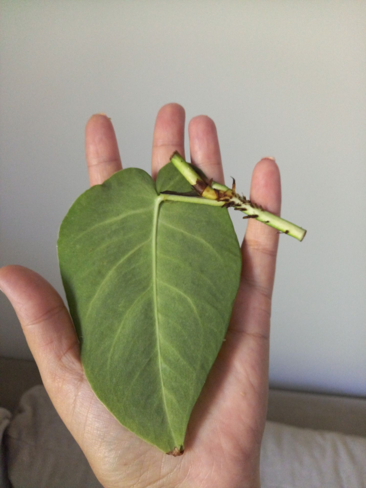 Monstera Dubia duży liść
