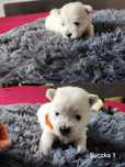 West Highland White Terrier