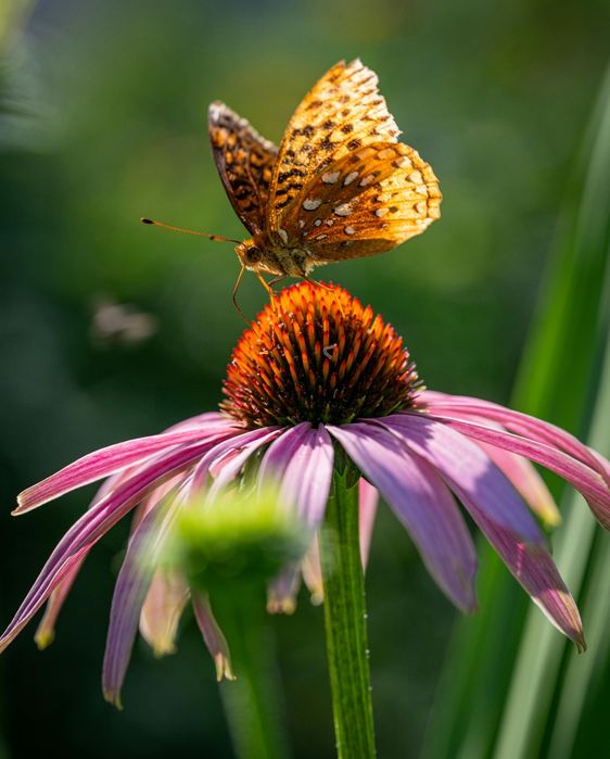 Ехінацея пурпурова (лікарська)