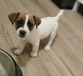 Jack Russell Terierr piesek