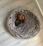 Cama grande de cão/gato (80cm)
