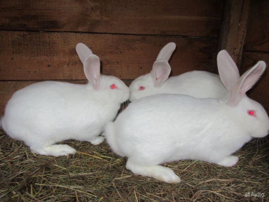 Продам кроликів Білий Велетень 1 кг живої ваги 150грн