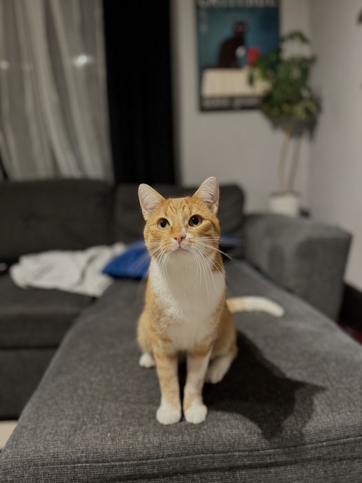 Przepiekny rudzielec szuka domu!