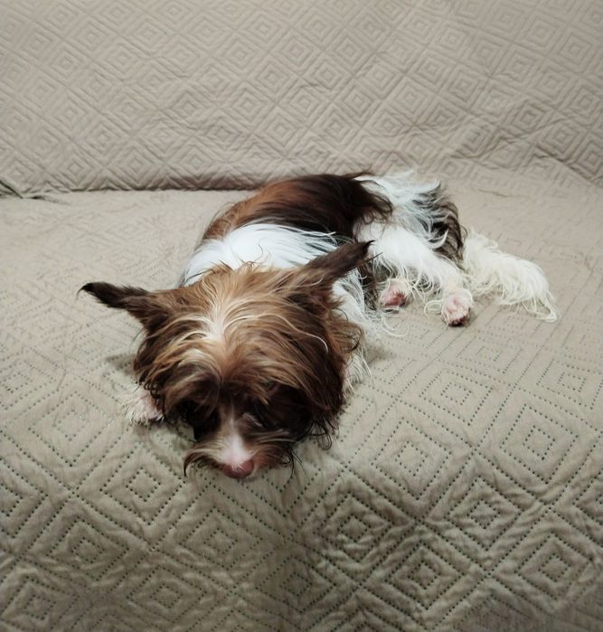 Yorkshire Biewer terrier