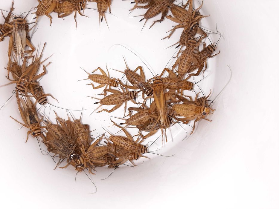 Цвіркуни домові (сверчки)