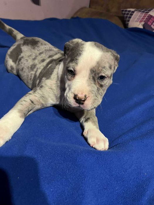 Amstaff piękny samiec