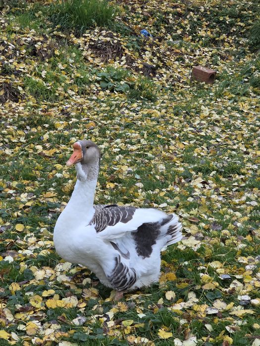 Chołmogory , gęsi chołmogorskie