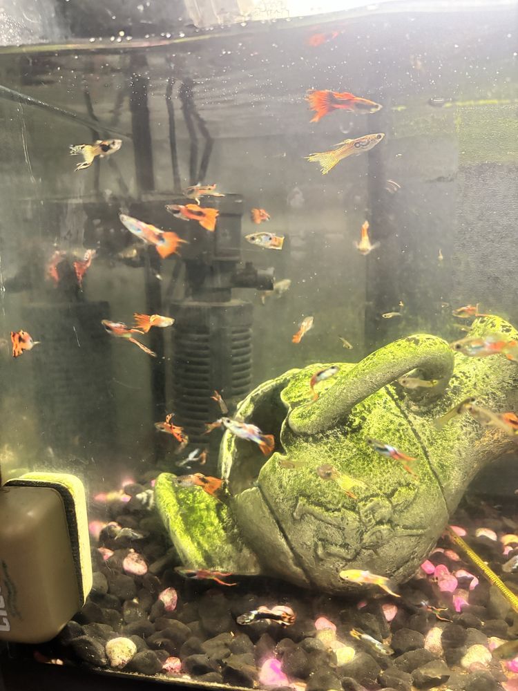 Guppies 1€ adultos varias cores