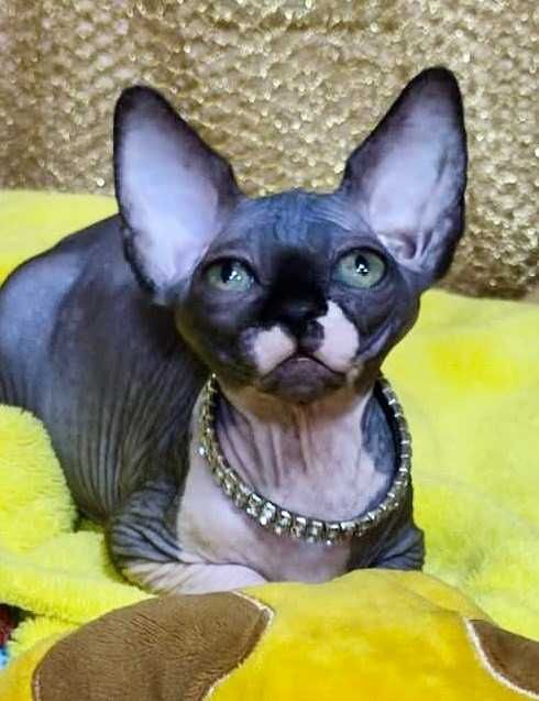 Канадський сфінкс дівчинка Азалєя