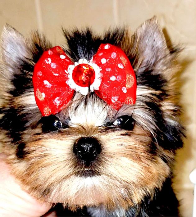 Yorkshire Terrier -   Cudny mini Piesek   ZKwP FCI   .