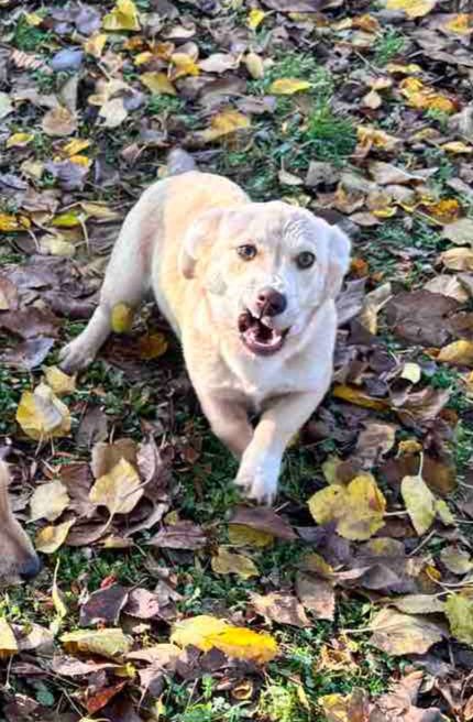 Маленькі собачки
